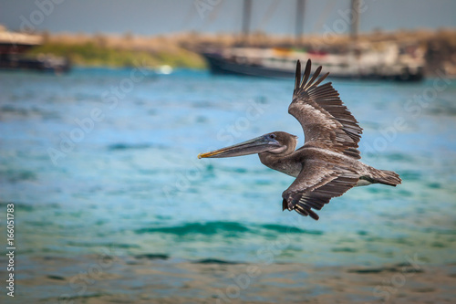 A bird flies low over the w...