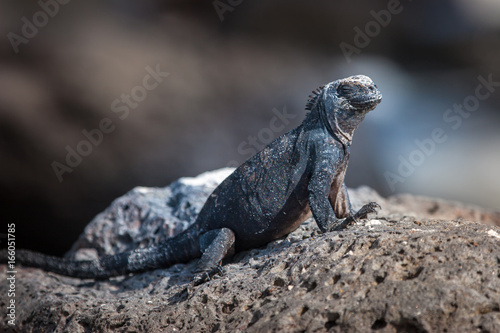 The marine iguana. Galapago...