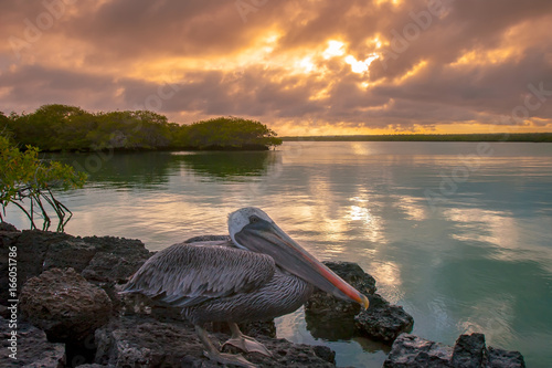 The Pacific coast. Galapagos Islands. Ecuador. Pelican sitting on a rock. Beautiful sunset by the ocean. photo