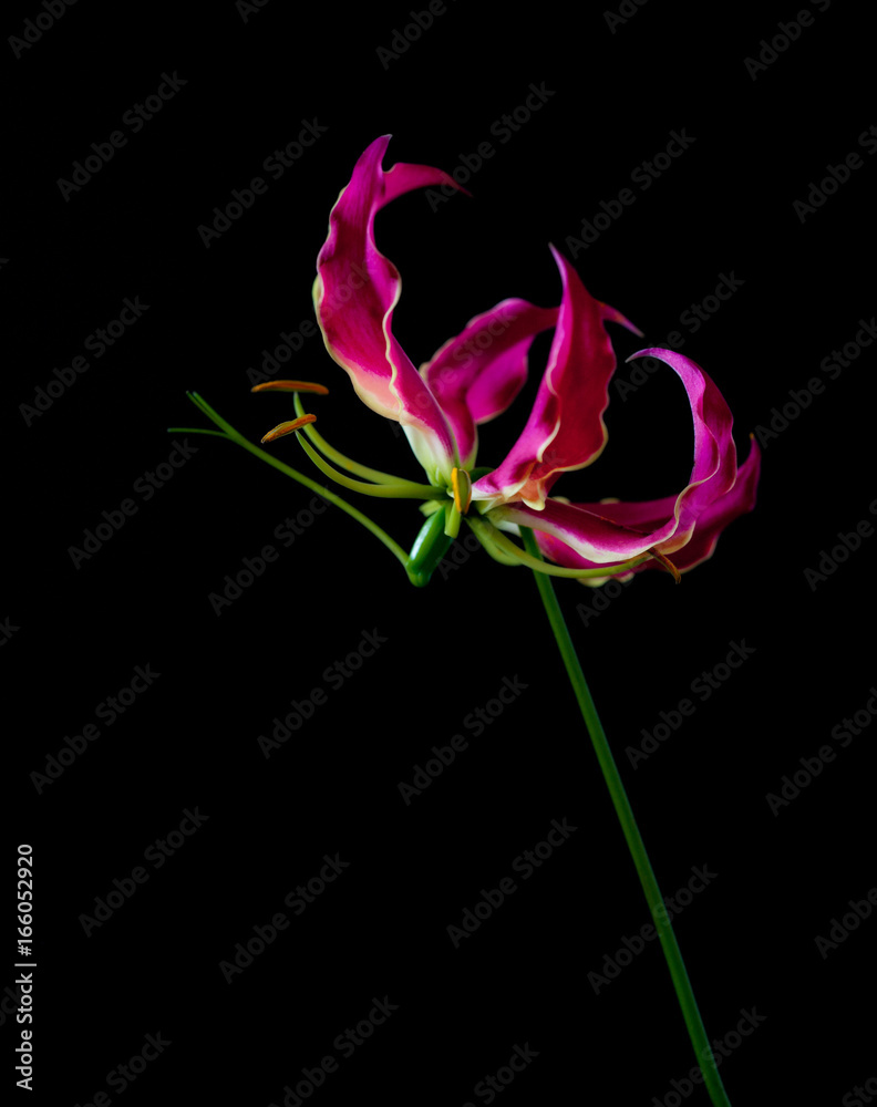 Spider Lily Spider Lily