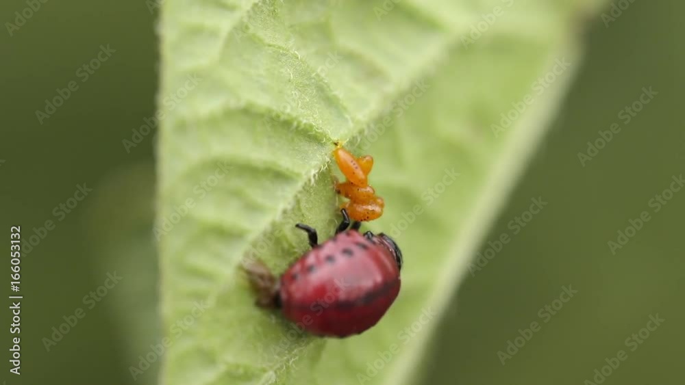 Colorado potato beetle eats potato leaves. Close-up shot Colorado potato beetle eats potato leaves. Close-up shot