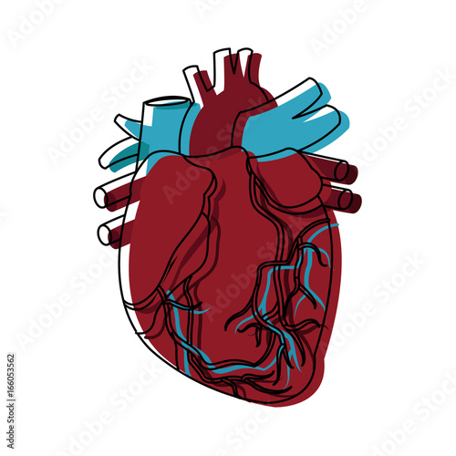 anatomy of the human heart medical healthcare