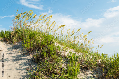 Fototapeta Naklejka Na Ścianę i Meble -  Grassy sand dune on Coquina Beach at Cape Hatteras National Seashore on the Outer Banks in North Carolina.  