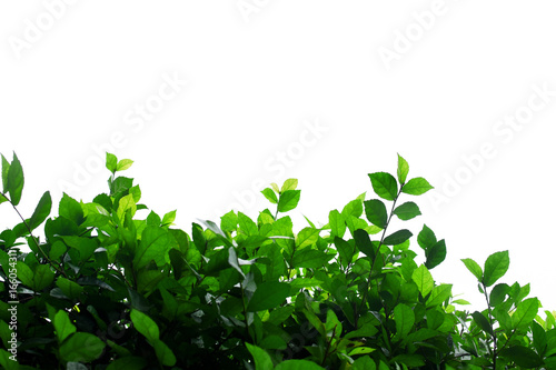 Leaves of the trees isolated white background