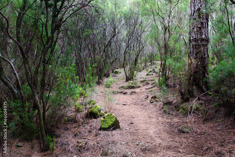 Fototapeta premium Pine forest, Tenerife, Spain