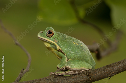Barking treefrog (Hyla gratiosa) sitting up on a tree branch