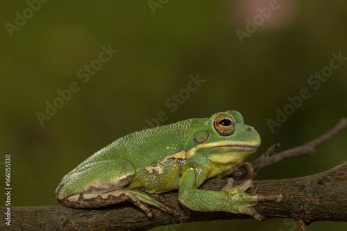 Barking tree frog holding onto a branch (Hyla gratiosa)