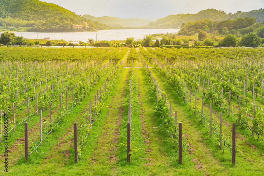 Vineyard , Grapes or grape yard with river and mountain background, Concept of viticulture and nature