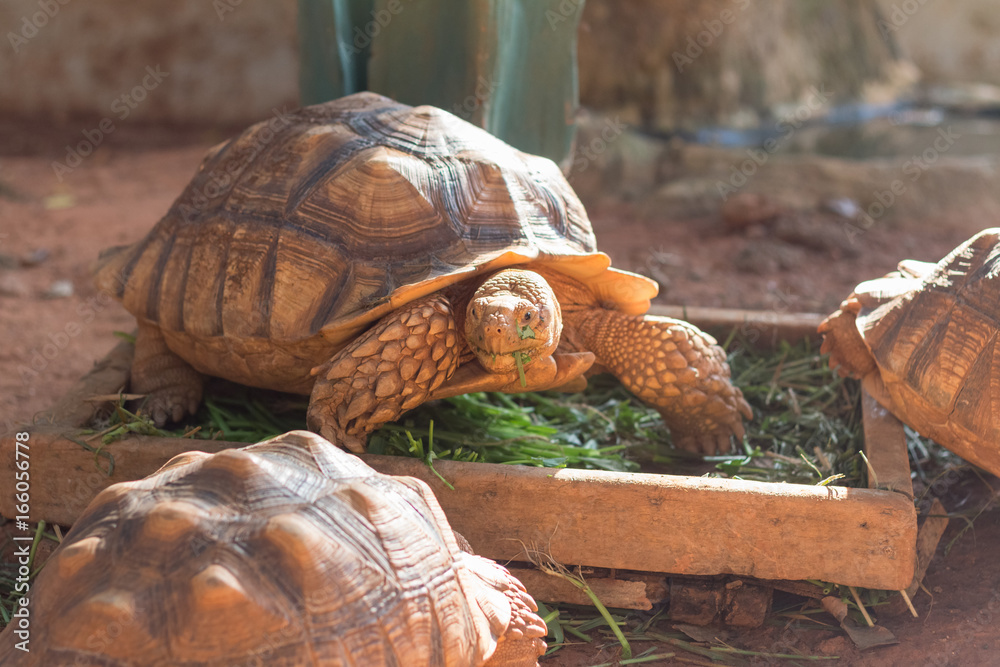 Obraz premium Sulcata tortoise, African spurred tortoise (Geochelone sulcata) is one of the largest species of tortoise in the world.