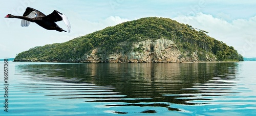 Black Swan flying past Pulbah Island in Lake Macquarie. photo