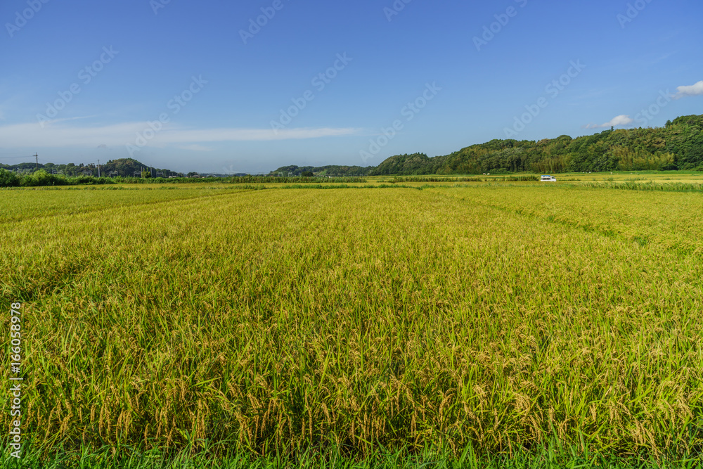 秋の田園風景