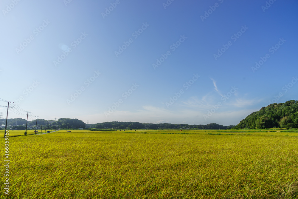 Obraz premium 秋の田園風景