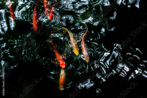 Motion blur of colorful carp fish