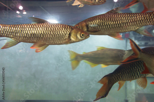 淡水魚 アロアナ 水槽 アクアリウム 水族館 Stock Photo Adobe Stock