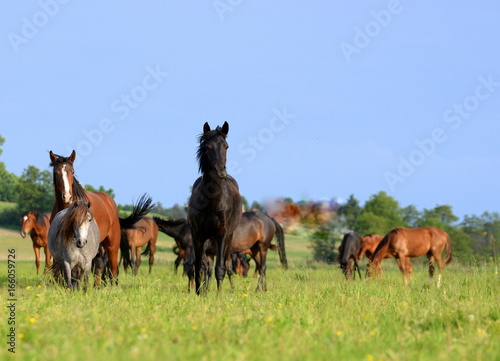 not afraid, a herd of young wild horses looking curious © Grubärin