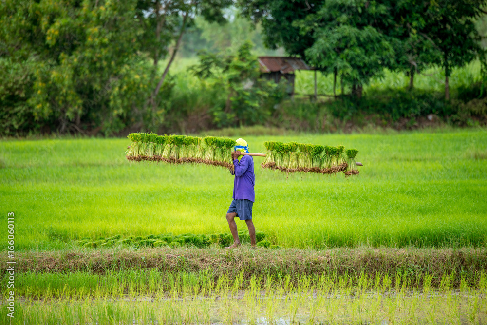 farmers bearing the seedlings in rice field farmers bearing the seedlings in rice field