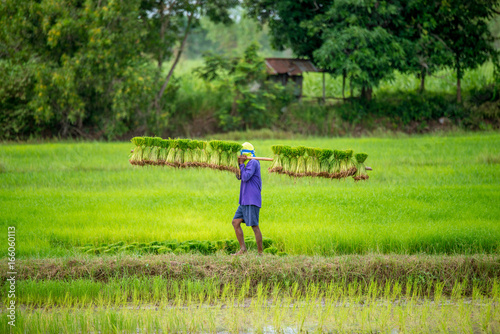 farmers bearing the seedlings in rice field
