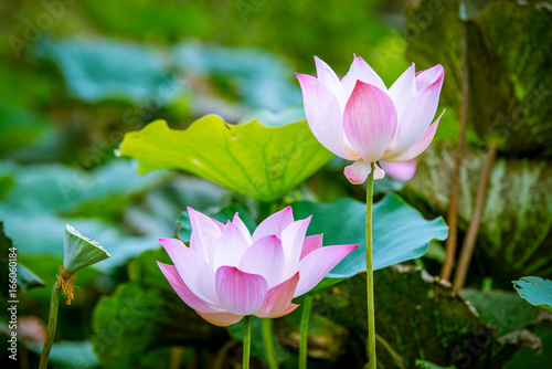 lotus flower blooming