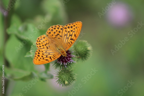 Beautiful colorful butterfly Silver-washed Fritillary on blooming thistle in meadow.Summer day, blurred background