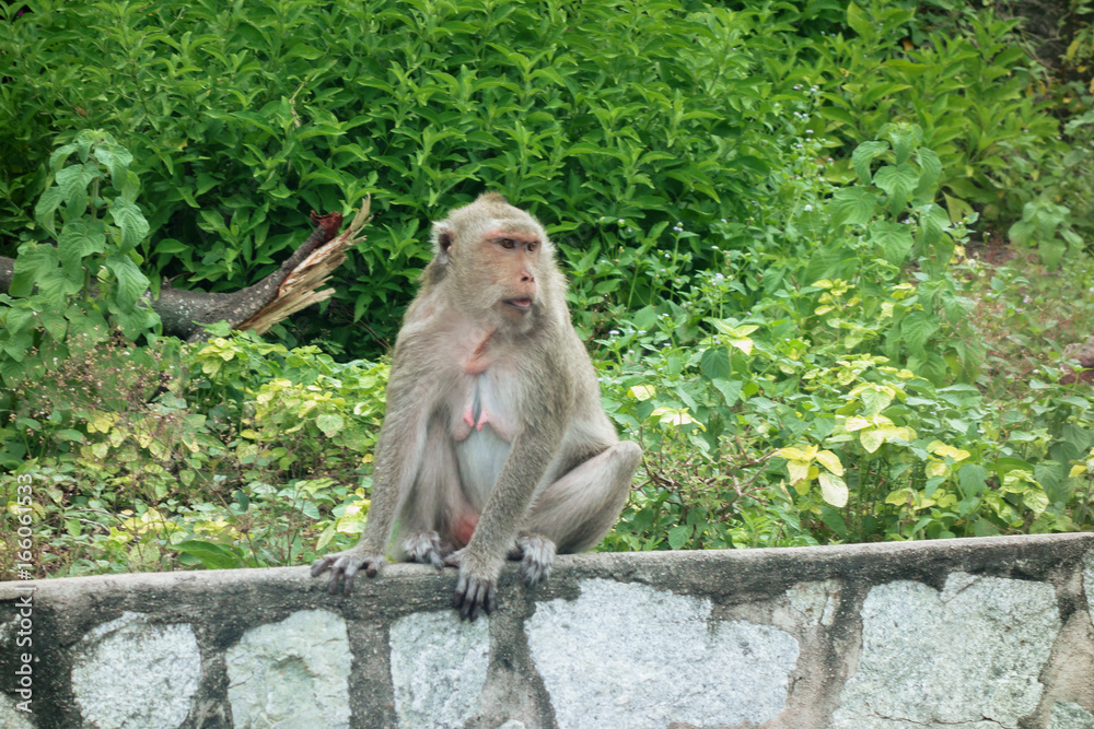 Obraz premium タイ チョンブリ バンセン 猿山のサル