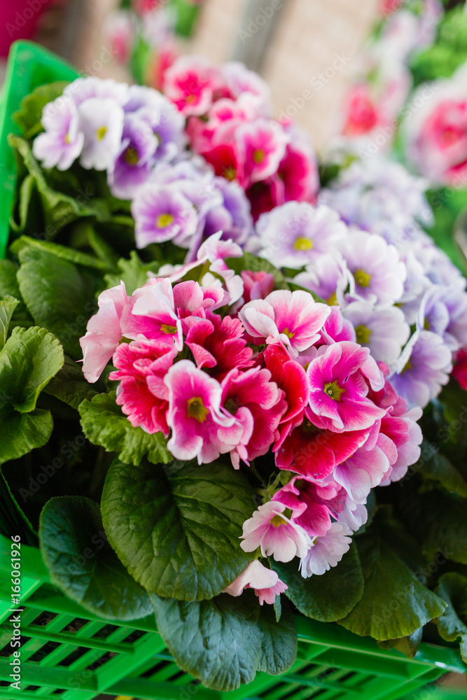 Colorful Primroses