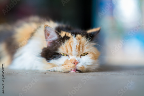 Fototapeta Naklejka Na Ścianę i Meble -  maliciously cat. Front view of a sleepy Persian cat lying, looking at the camera