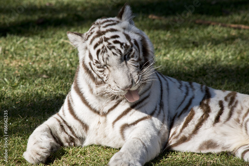 Fototapeta Naklejka Na Ścianę i Meble -  white tiger