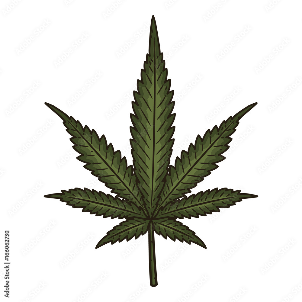 A cannabis leaf. Marijuana leaf. Vector illustration isolated on white background.