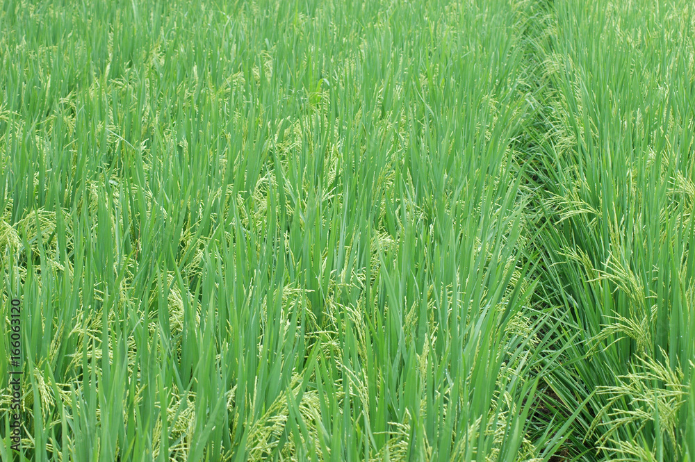 green rice field in farmland in Asia green rice field in farmland in Asia