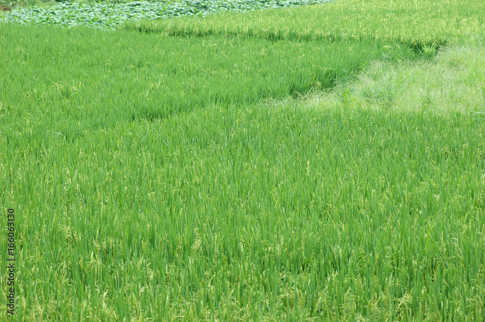 green rice field in farmland in Asia