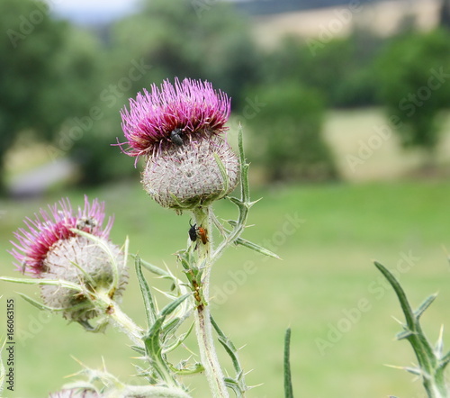 Cirse laineux -Cirsium eriophorum ,fleur sauvage de montagne en été photo