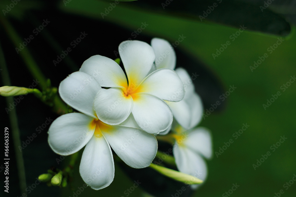 White Almeria flower bloom, on tree background White Almeria flower bloom, on tree background