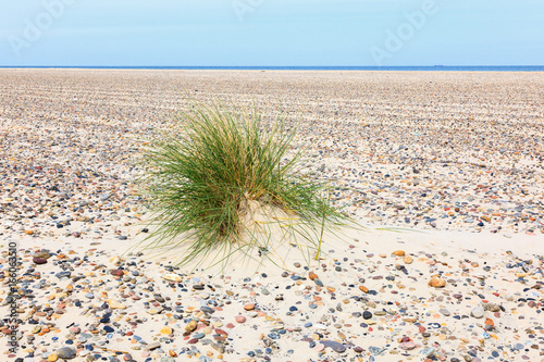 Canvas-taulu Tuft of grass in the sand on a stone beach