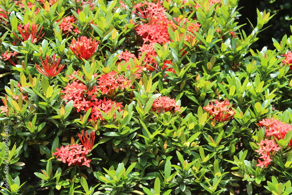 Tropical Red Flowers in Guangdong China Asia Tropical Red Flowers in Guangdong China Asia