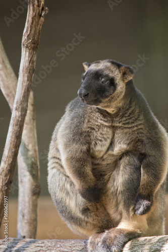 Fototapeta Naklejka Na Ścianę i Meble -  Lumholtz Tree-kangaroo
