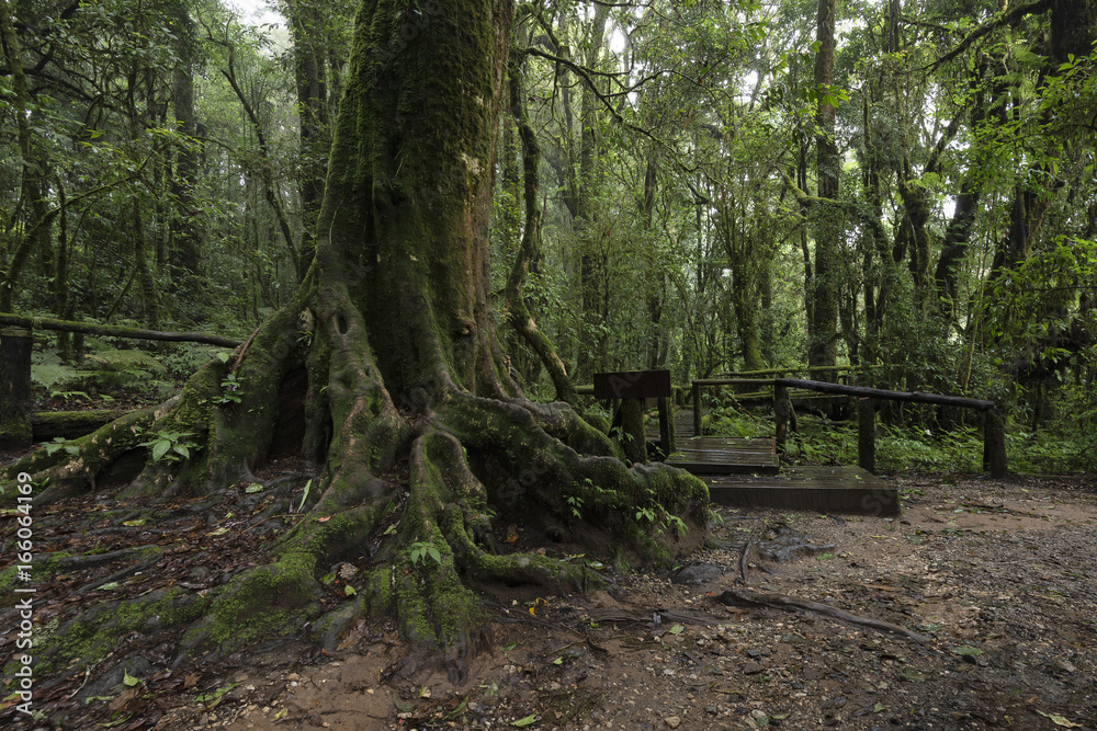 Ang Ka Luang Nature Trail at Doi Inthanon National Park, Chiang Mai, Thailand Ang Ka Luang Nature Trail at Doi Inthanon National Park, Chiang Mai, Thailand