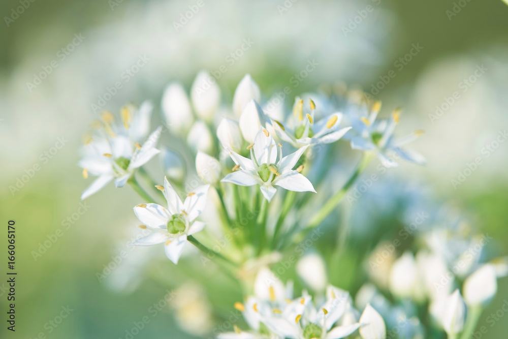 ニラの花 ニラの花
