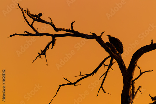 Silhouette of vulture on dead tree