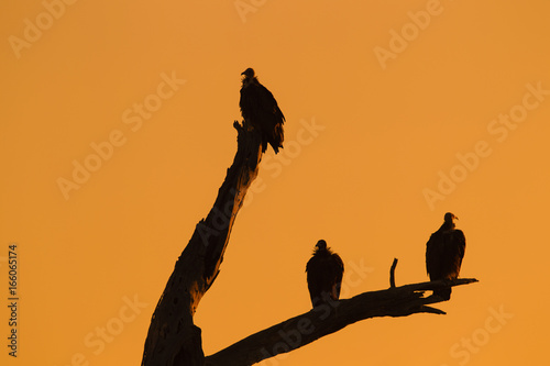 Fototapeta Naklejka Na Ścianę i Meble -  Silhouette of vultures on dead tree