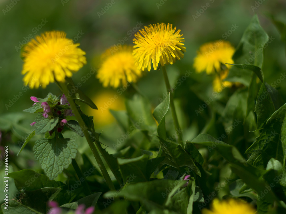 blurred flowes dendelion background blurred flowes dendelion background