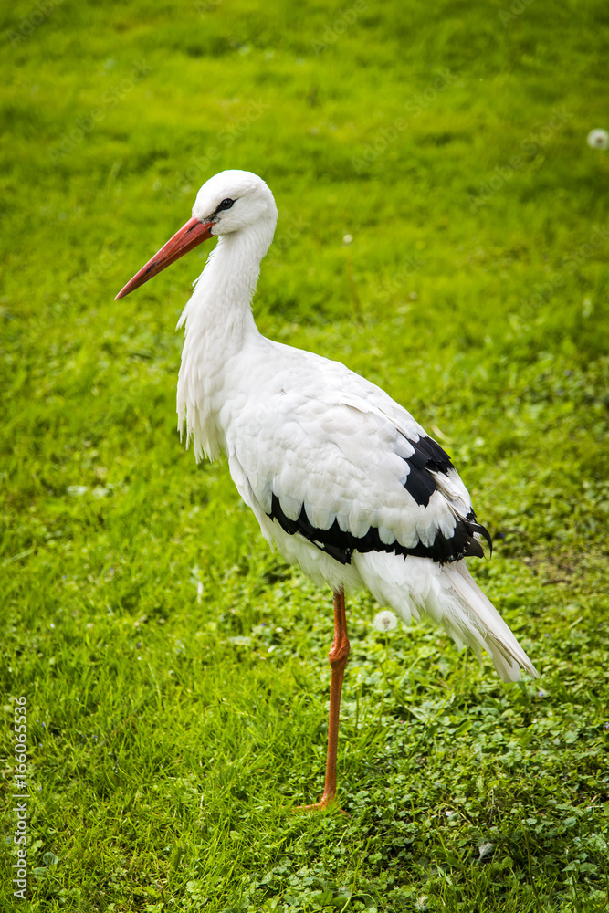 White stork in the meadow White stork in the meadow