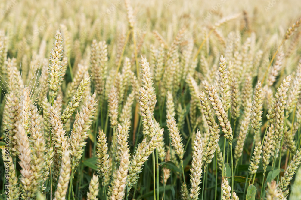 Grain field.