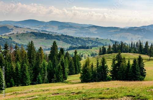 coniferous forest on a  mountain slope