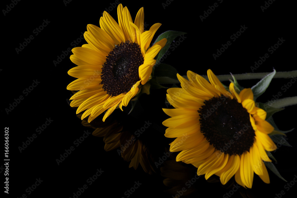 Obraz premium yellow sunflower isolated on black