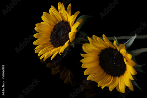 Fototapeta Naklejka Na Ścianę i Meble -  yellow sunflower isolated on black