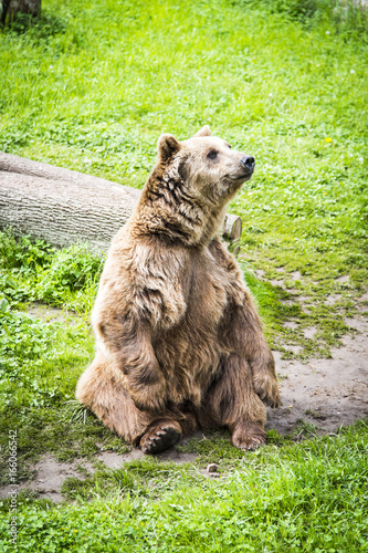 Brown bear Ursus arctos © Michal Adamczyk