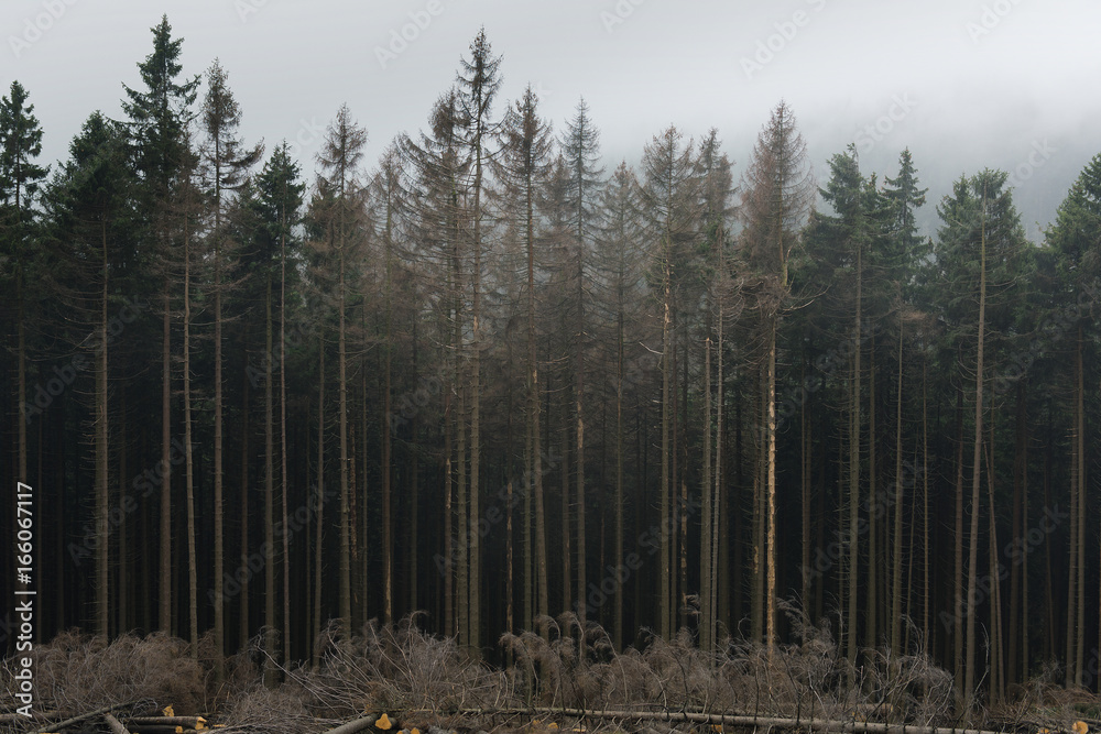 Fototapeta premium Foggy day in dark dead wood forest in national park Harz. Germany.