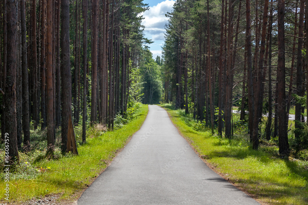 Beautiful landscape. Path in the Pine Forest Beautiful landscape. Path in the Pine Forest