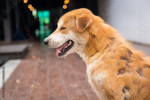 Fotografia Stray dog skin disease. Leprous dog.