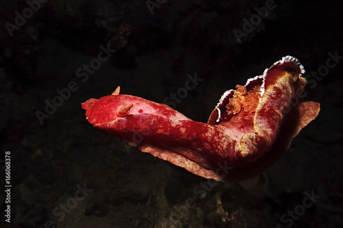 Spanish Dancer, Dorid Nudibranch (Hexabranchus sanguineus)